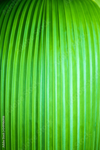 Close-up of young green leave of a palm tree  background