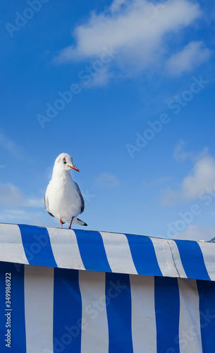 Moin northern Germany Seagull infront of a clear sky at a blue and white striped tarpaulin coast nature Maritime recreation Vacation animals bird europe