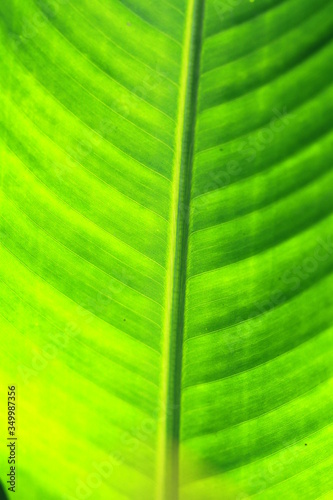 the fresh green leaf