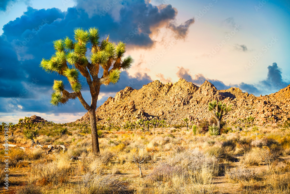 Joshua Tree National Park, Mojave Desert, California Joshua Tree National Park, Mojave Desert, California