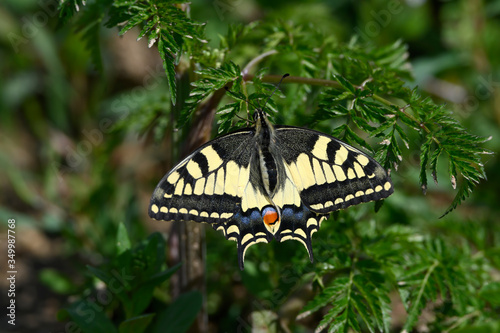 Papilio machaon, the Old World swallowtail, is a butterfly of the family Papilionidae. The butterfly is also known as the common yellow swallowtail or simply the swallowtail  photo