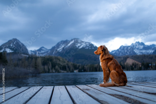 dog on a wooden bridge by the lake on a background of mountains. Evening view. Traveling with pets in nature