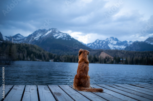 dog on a wooden bridge by the lake on a background of mountains. Evening view. Traveling with pets in nature