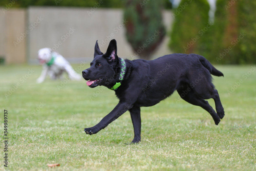 Labrador und Dalmatiner spielen im Garten