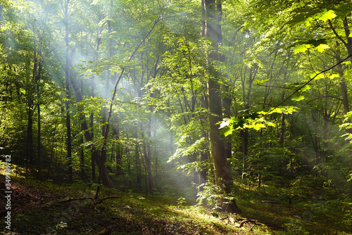 Beautiful forest landscape in deciduous forest with sunbeams