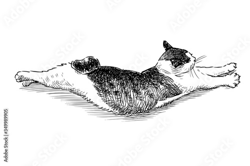 Fototapeta Naklejka Na Ścianę i Meble -  Sketch of a lying curved domestic cat