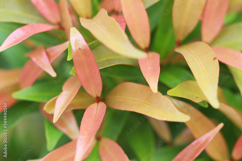 Obraz premium The texture and fresh leaf