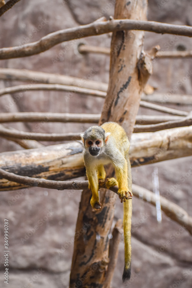 Obraz premium Monkey on a branch