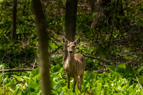 White tailed deer , young deer with growing antlers on the spring. Natural scene from state park in Wisconsin. © Denny