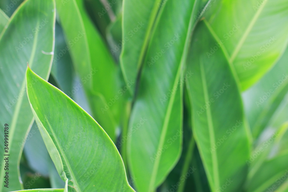the fresh green leaf the fresh green leaf