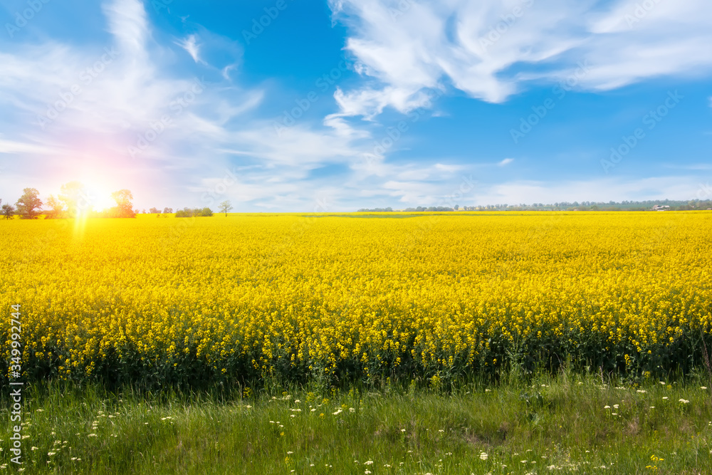 Fototapeta premium Beautiful sunrise over field with bright yellow flowers.