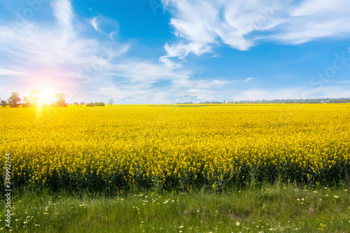 Beautiful sunrise over field with bright yellow flowers.