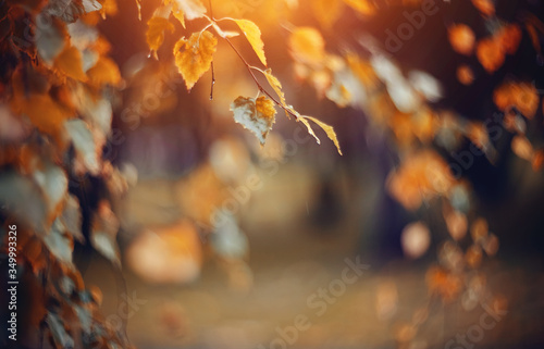 Autumn background with birch branches