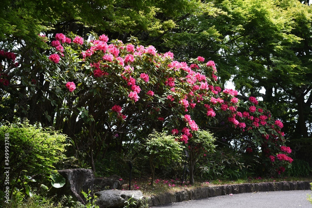 Rhododendron flowers / Ericaceae evergreen shrub.