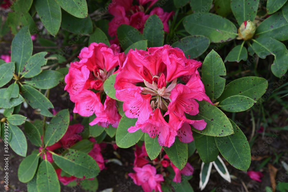 Rhododendron flowers / Ericaceae evergreen shrub.