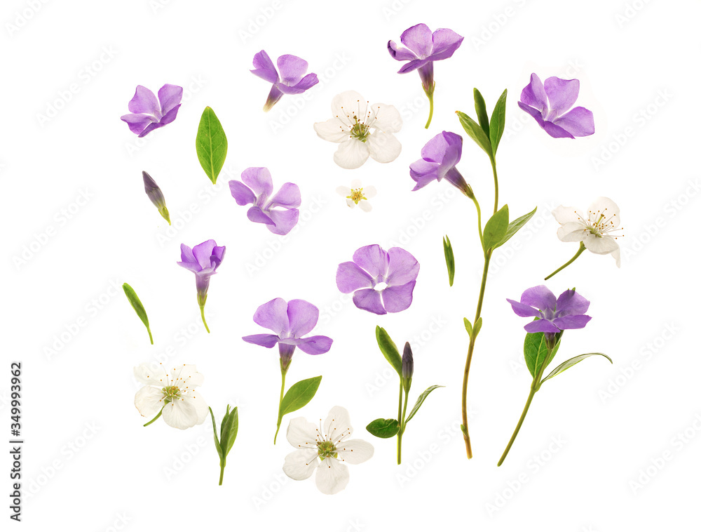 Beautiful periwinkle flowers against white background. Young fresh green leaves. Spring seasonal backdrop.