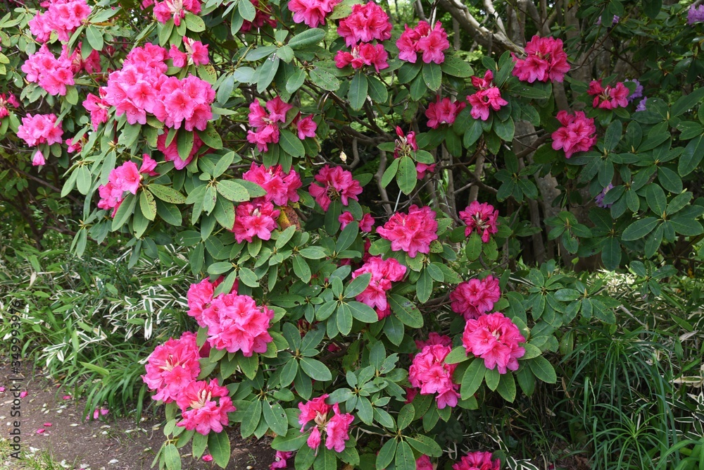 Rhododendron flowers / Ericaceae evergreen shrub.