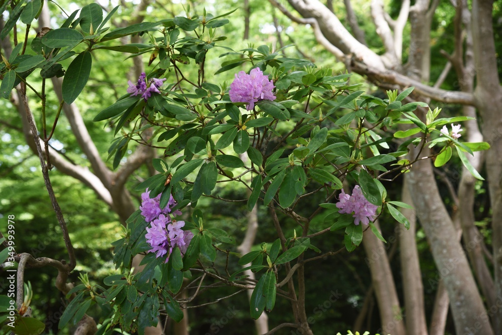 Rhododendron flowers / Ericaceae evergreen shrub. Rhododendron flowers / Ericaceae evergreen shrub.