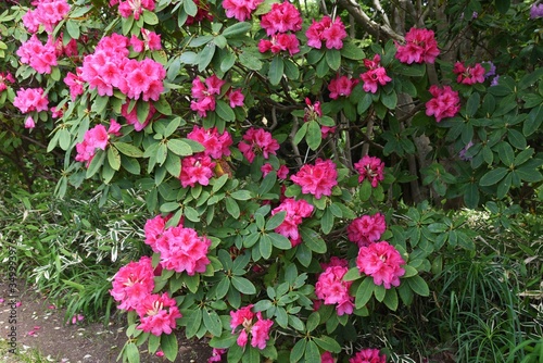 Rhododendron flowers   Ericaceae evergreen shrub.