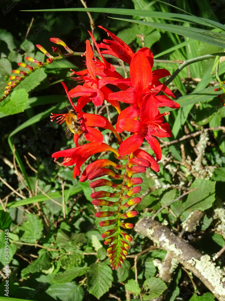 Monbretia orangée Monbretia orangée