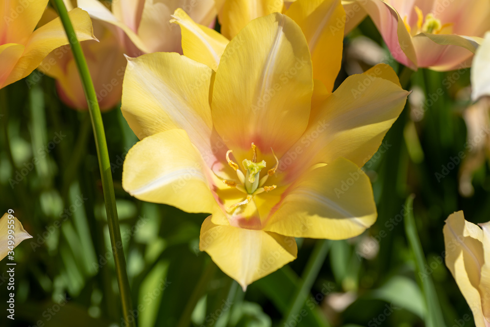 A closeup of a yellow Tulipa clusiana. Vancouver BC Canada
A closeup of a yellow Tulipa clusiana. Vancouver BC Canada
