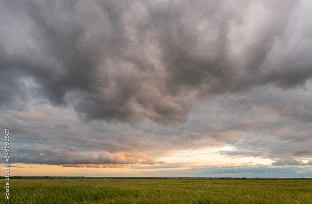 field of green wheat on a background of cumulus clouds during sunset