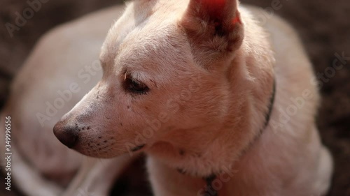 cute indian white dog sitting on sand,  looking at the camera with a unique smile.	