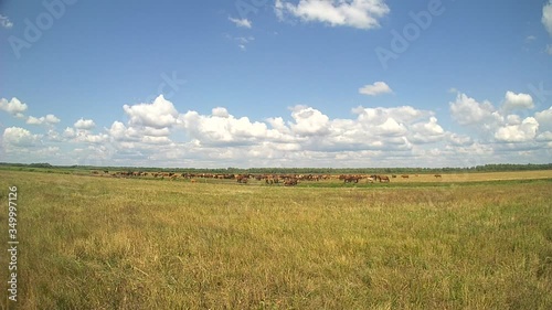 Wallpaper Mural Time lapsewith cows on the field at summer time Torontodigital.ca