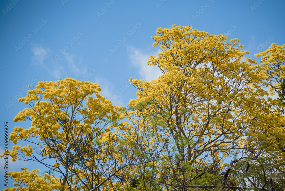 Sunny day in Kaan Luum Mexico, Yellow tree, blue sky