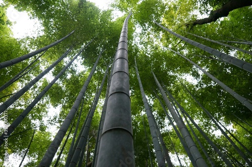 Fotografia Low Angle View Of Bamboos