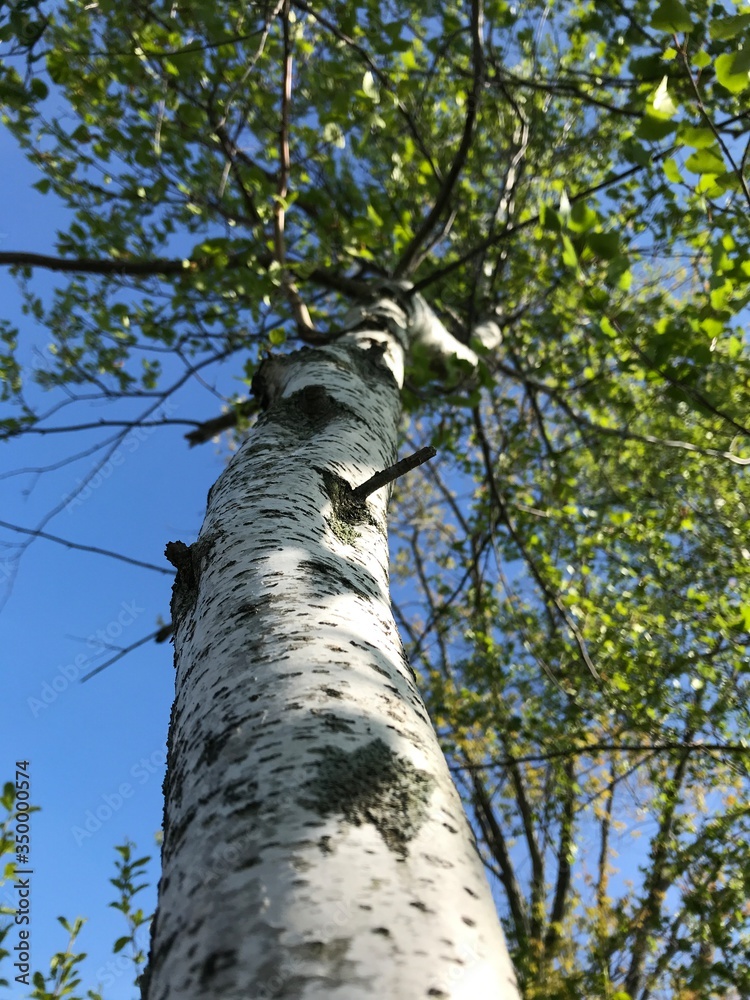 Fototapeta premium close up of birch tree bark with leaves and sky in the background