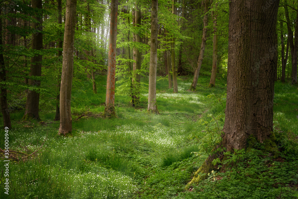 Obraz premium Tree trunks in a mixed coniferous forest with white flowering ground cover plants and sunlight from behind, copy space