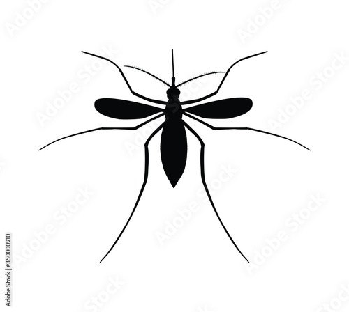 Realistic mosquito isolated on white background, insect closeup, vector illustration, top view.