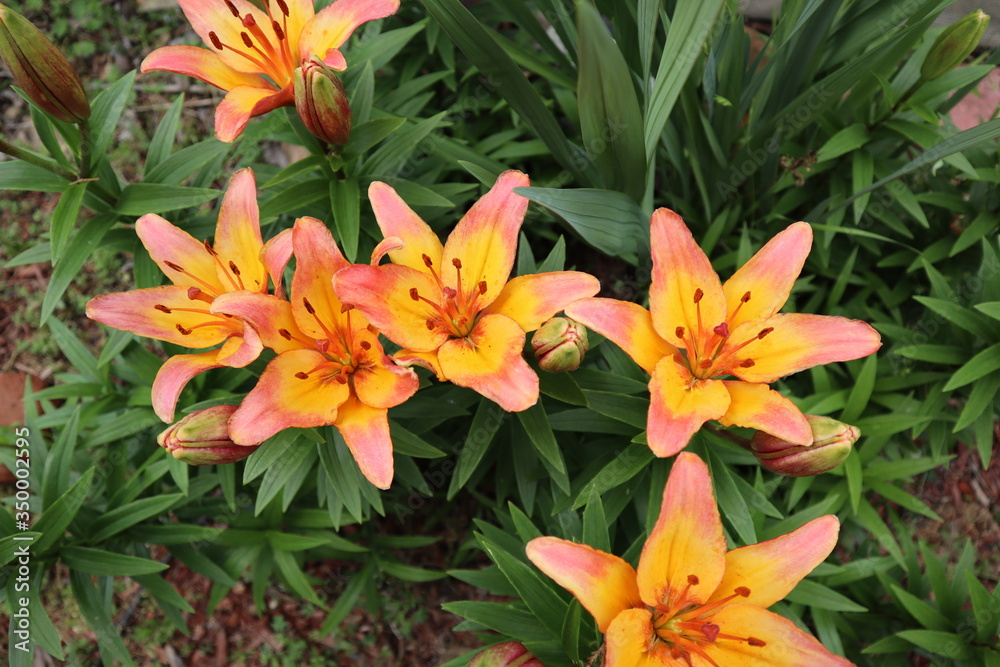 orange lily in the garden