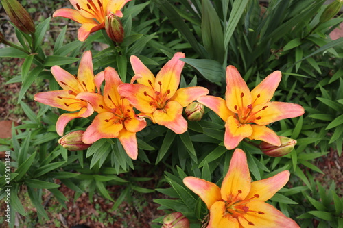 Tiger Lilly on a sunny day with a little of green leaves