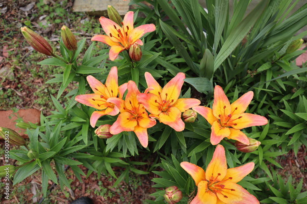 orange and yellow flowers orange and yellow flowers