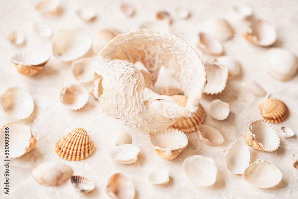 Set of different seashells, top view, summer vacation concept