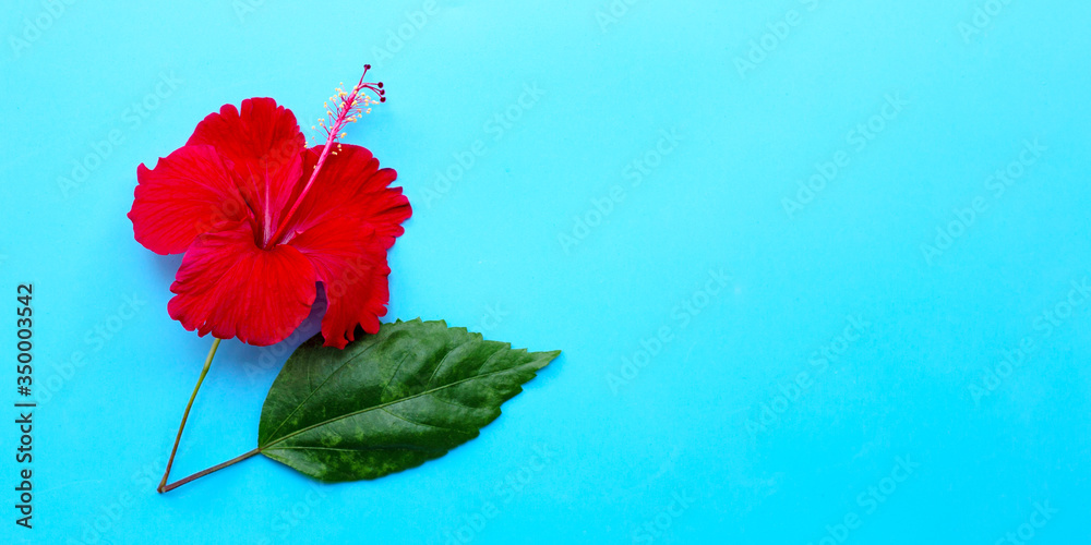 Hibiscus flower with leaf on blue background.