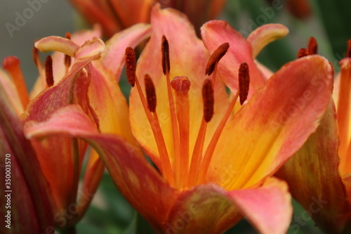 Fototapeta Naklejka Na Ścianę i Meble -  close up of orange lily