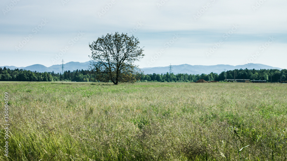Fototapeta premium Green Grass Field with beautiful tree and wind