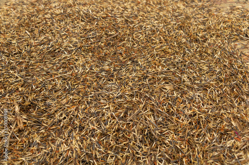 Thousands of seeds of merigold are redy to plant. Seeds texture photo