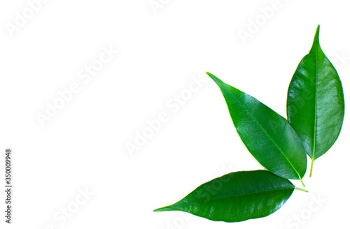 Creative layout of colorful green ficus leaves on a white background. Minimal summer concept with copy space.