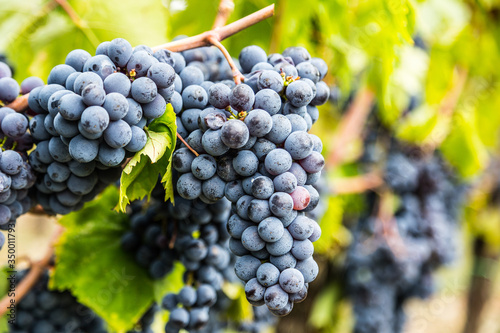 Ripe Sangiovese grapevine closeup in Italy photo