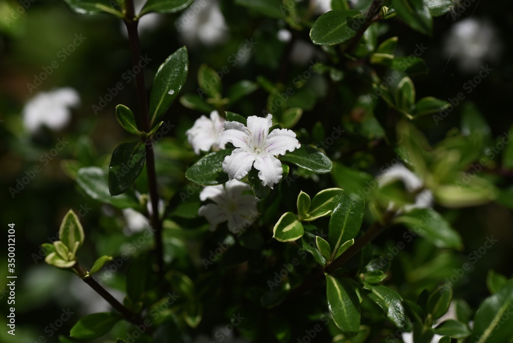 Serissa japonica (Tree of a thousand stars) flowers / Rubiaceae evergreen shrub.