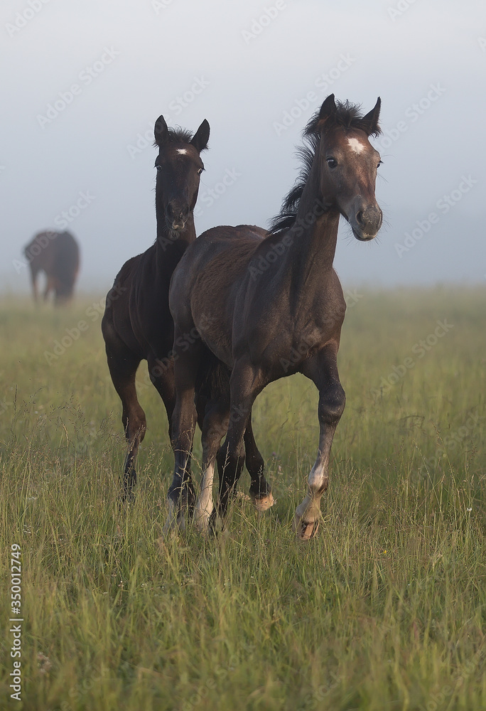 Obraz premium two horses running in field