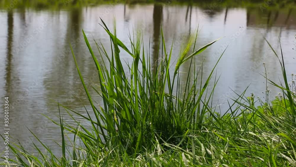 Green ears of wheat, on the background of the lake, a reflection of a man on a bicycle in the water Green ears of wheat, on the background of the lake, a reflection of a man on a bicycle in the water