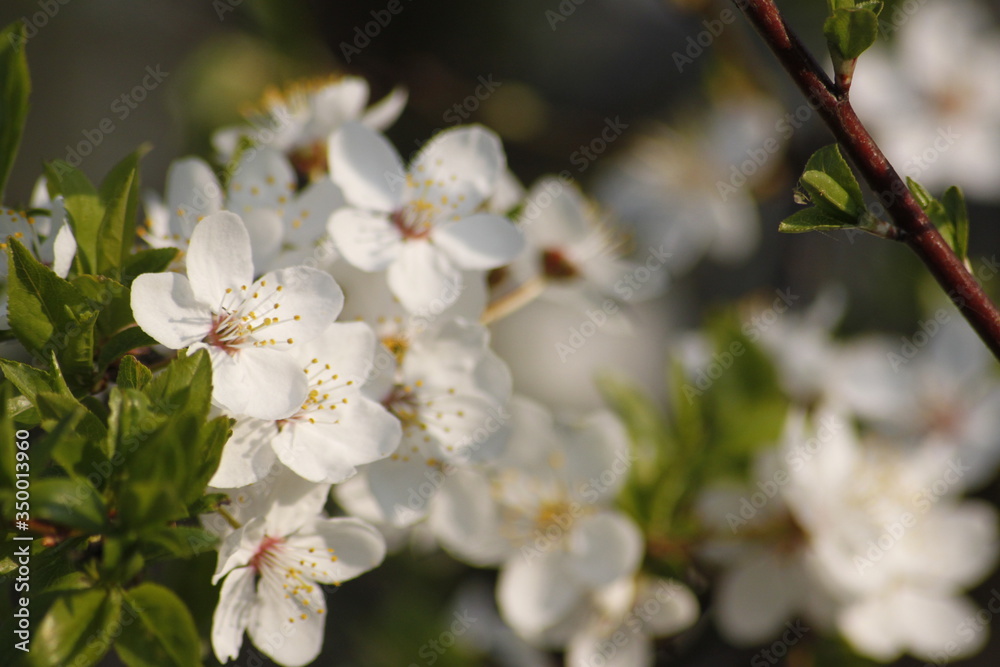 Blossoming Apple Tree in the Spring Blossoming Apple Tree in the Spring