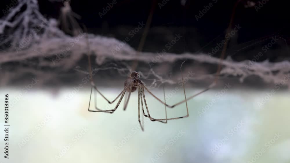 Daddy long legs spider or longbodied cellar spider (Pholcus phalangioides). Hanging down from its web and eating a living bug. Daddy long legs spider or longbodied cellar spider (Pholcus phalangioides). Hanging down from its web and eating a living bug.