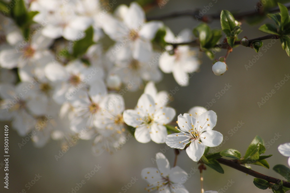 Blossoming Apple Tree in the Spring Blossoming Apple Tree in the Spring
