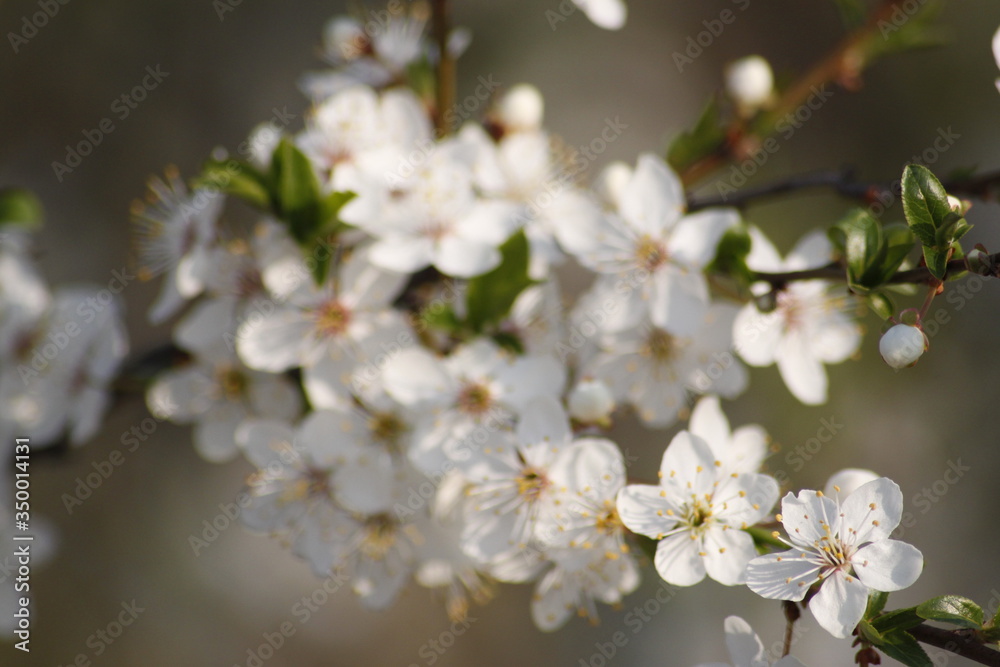 Blossoming Apple Tree in the Spring